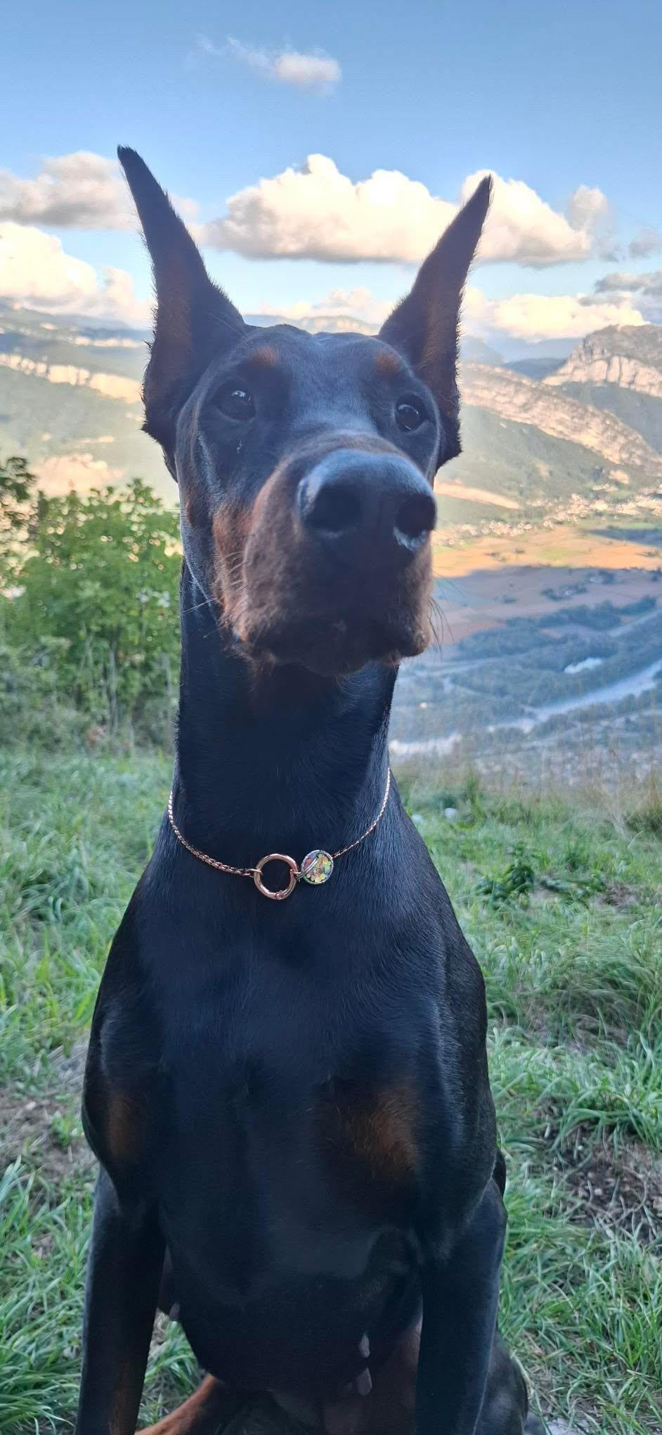 Collier chaîne non étrangleur type exposition - Chaîne CROCSNAKE