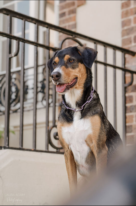 COLLIER CROC MECHANT - CHAINE CHIEN