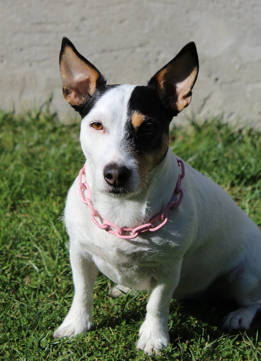 COLLIER CROC MINI - CHAINE CHIEN