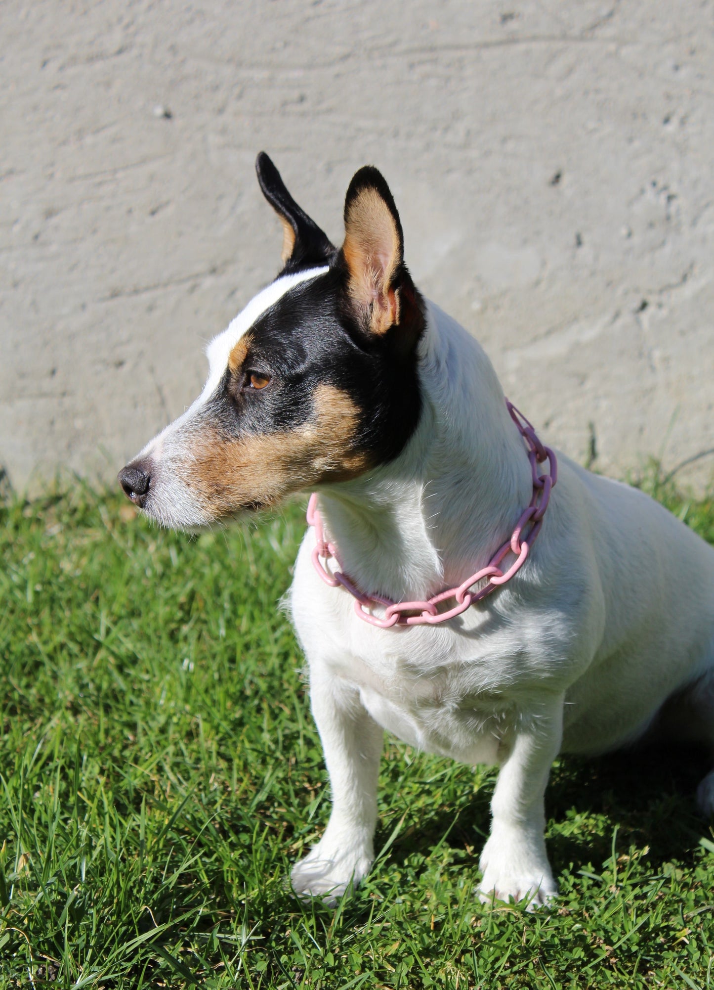 Collier non étrangleur pour petits chiens - Chaîne Croc Méchante Mini