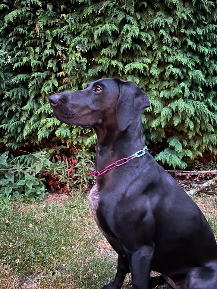 Collier non étrangleur pour chien puissant - Chaîne Croc Méchante