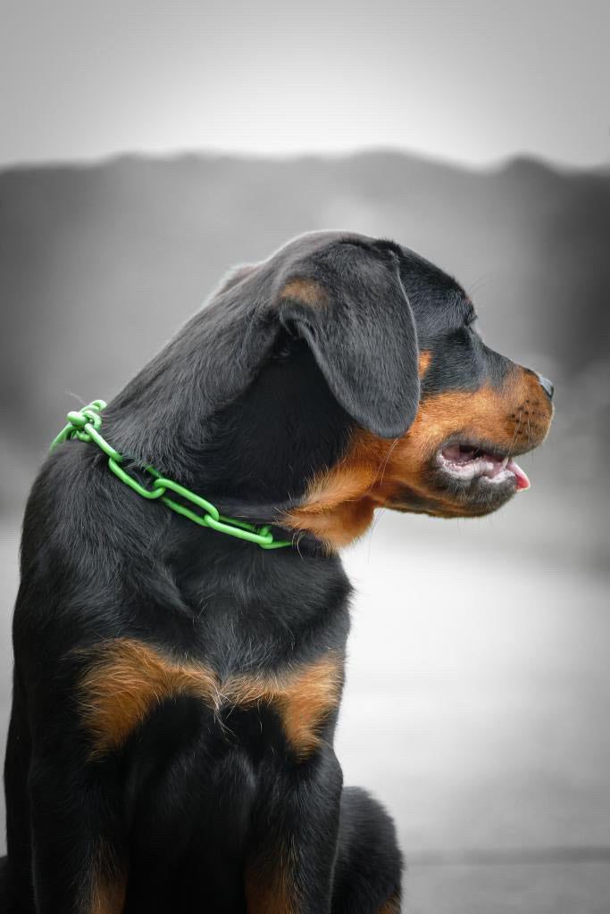 COLLIER CROC MECHANT - CHAINE CHIEN