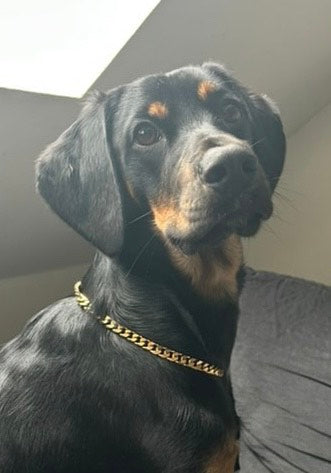 Chaîne non étrangleur pour chien élégante - Collier CROCHIC