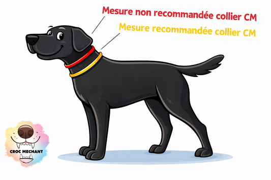 Comment bien mesurer le cou de votre chien pour un collier Croc Méchant ?
