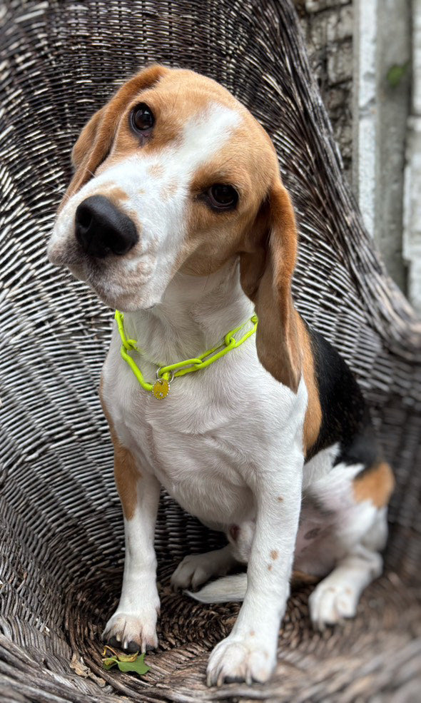 COLLIER CROC MECHANT - CHAINE CHIEN