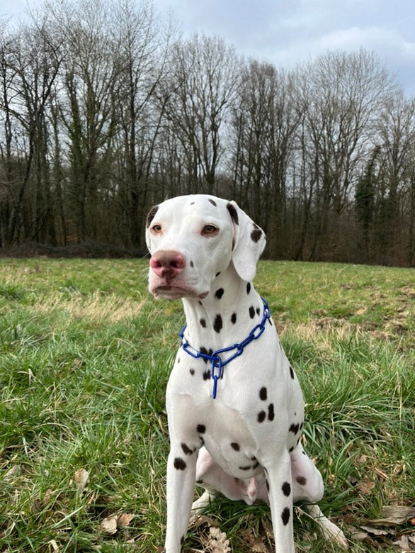 COLLIER CROC MECHANT - CHAINE CHIEN
