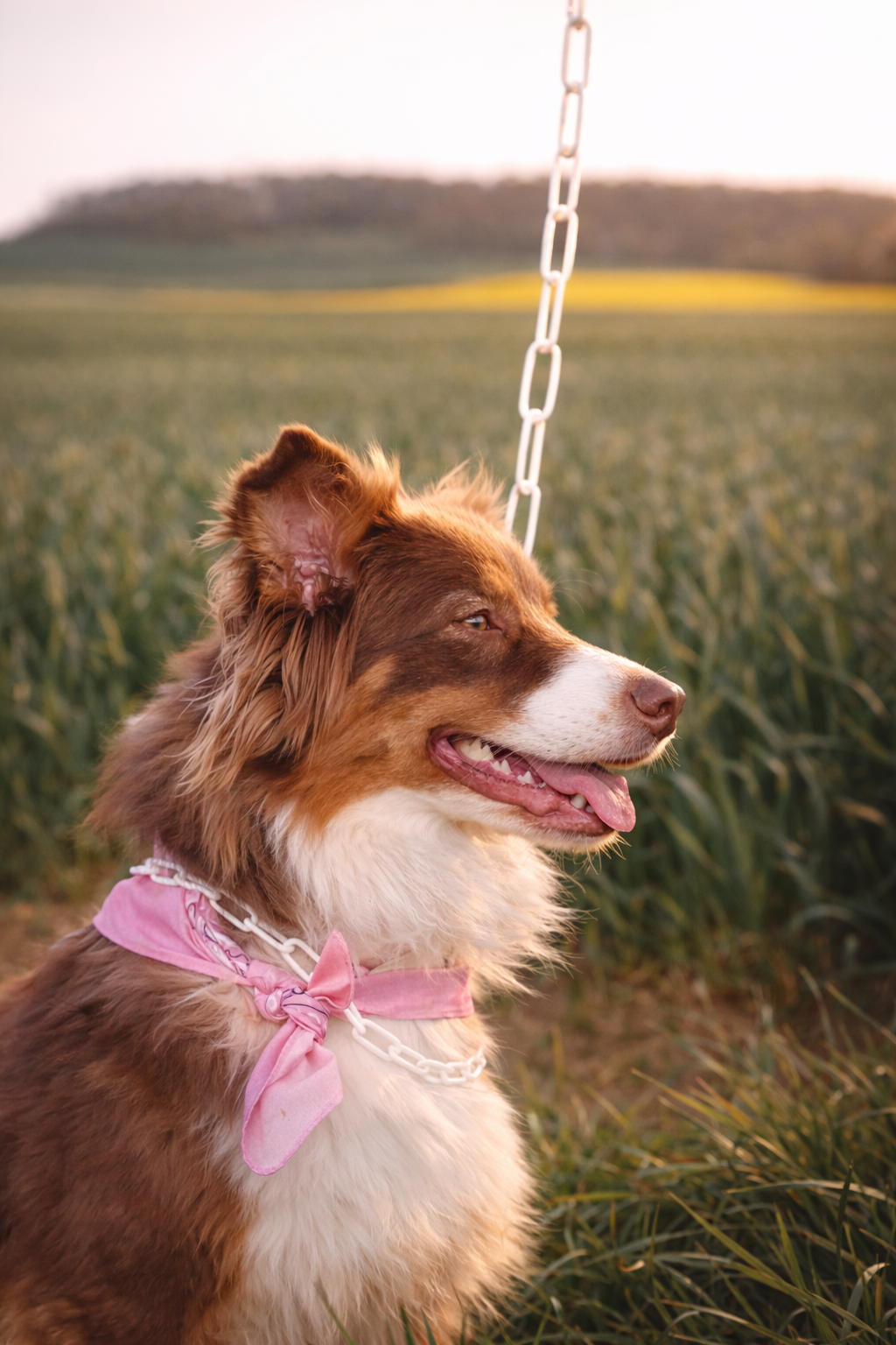 Collier non étrangleur pour chien puissant -  Chaîne Croc Méchante