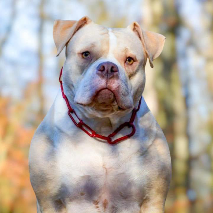 COLLIER CROC MECHANT - CHAINE CHIEN