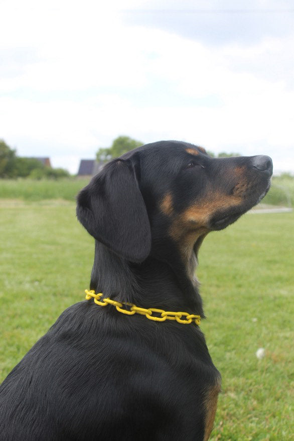 COLLIER CROC MECHANT - CHAINE CHIEN