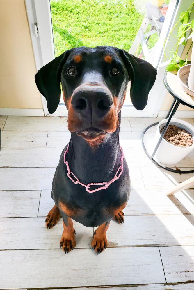COLLIER CROC MECHANT - CHAINE CHIEN