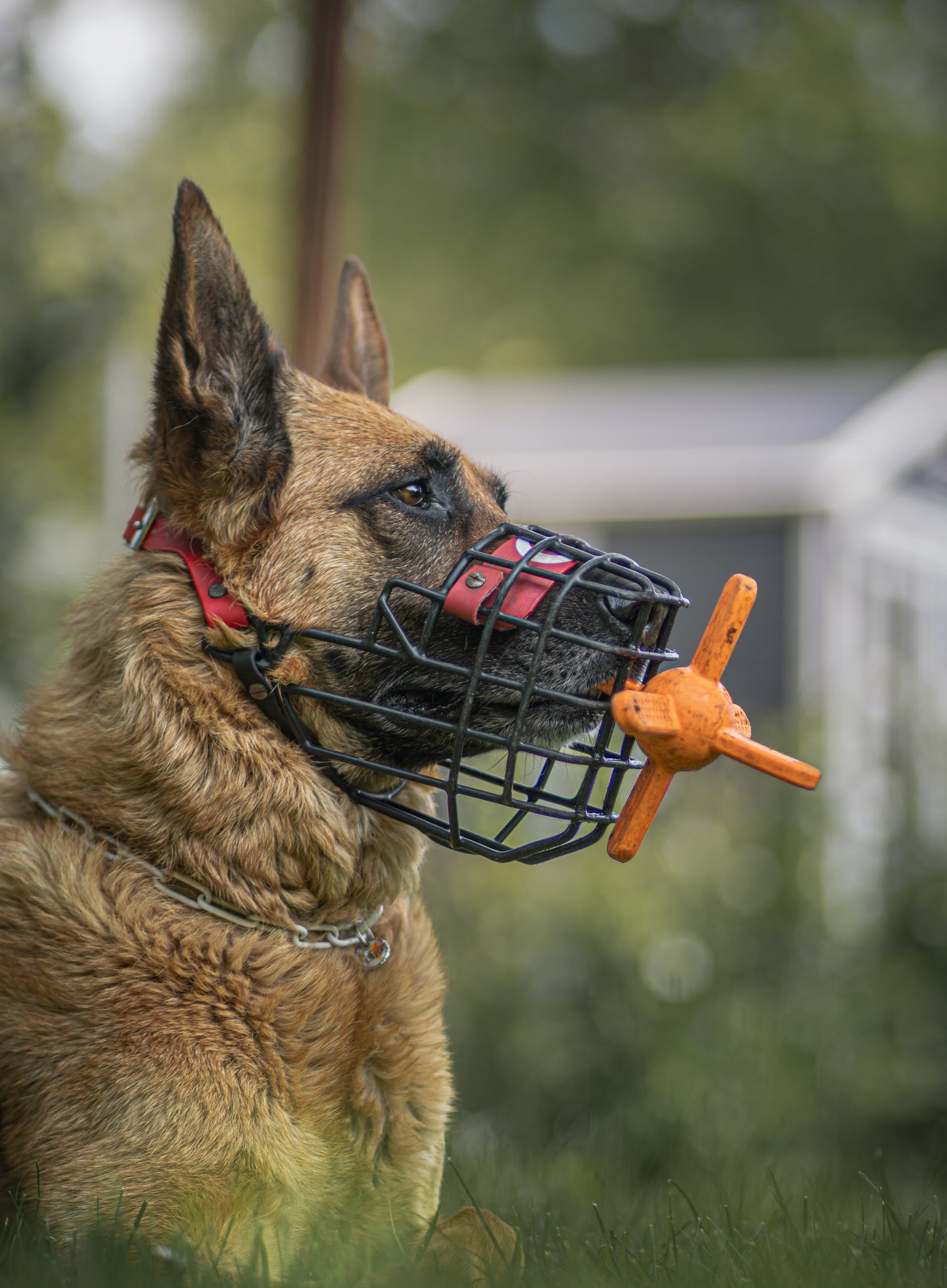 Balle Muzzle Mates® – Jouet d’Enrichissement pour Chiens Muselés