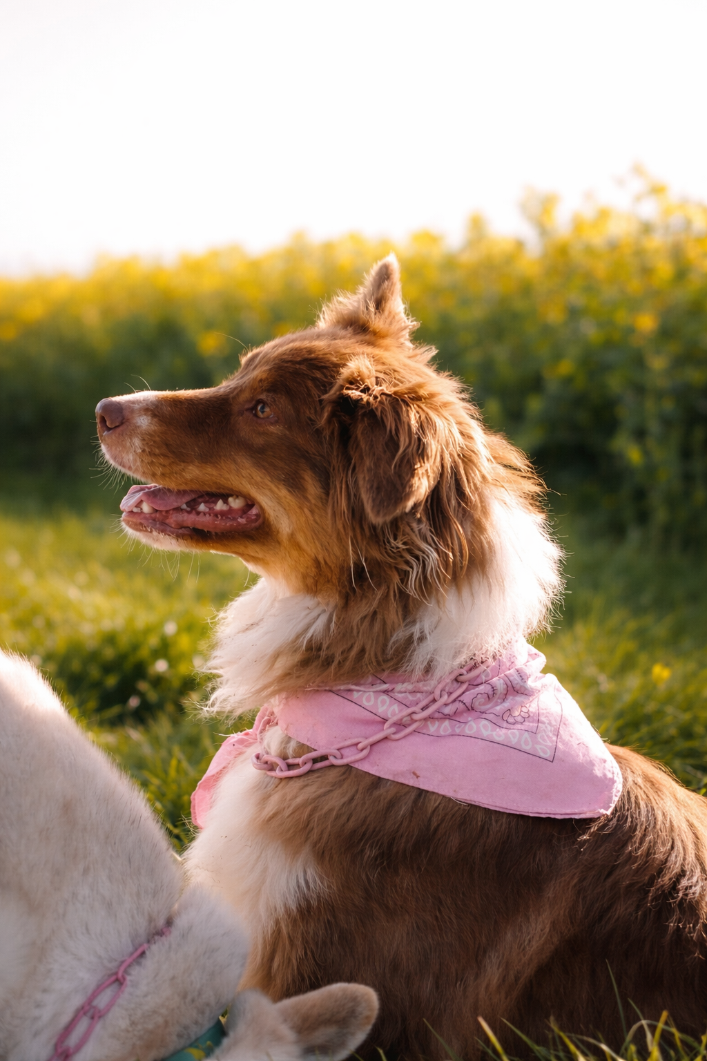 Collier non étrangleur pour chien puissant -  Chaîne Croc Méchante