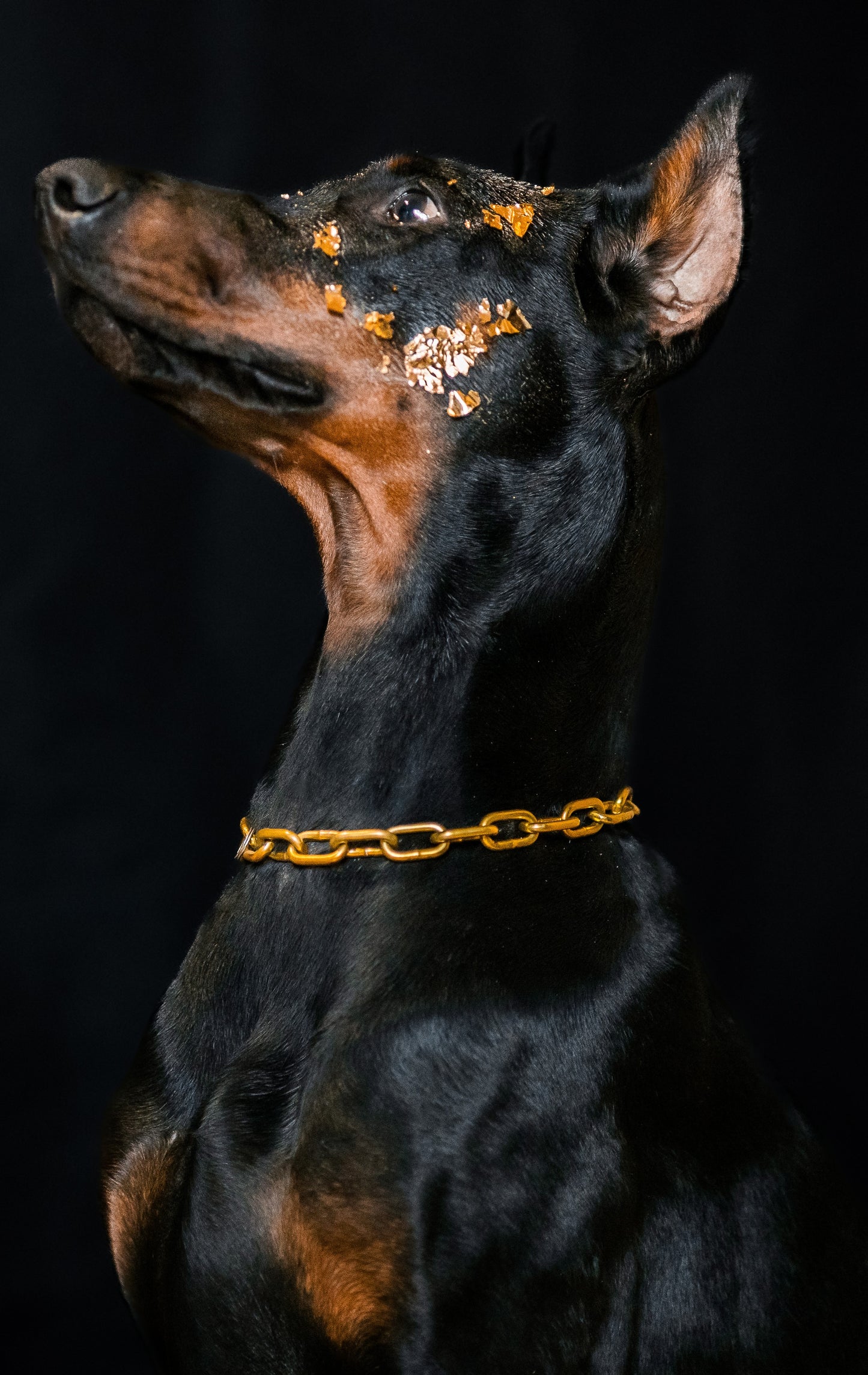 Collier non étrangleur pour chien puissant -  Chaîne Croc Méchante