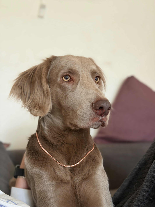 COLLIER CROCSNAKE - BIJOUX POUR CHIEN