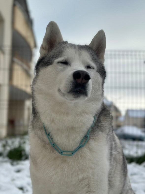 COLLIER CROC MECHANT - CHAINE CHIEN
