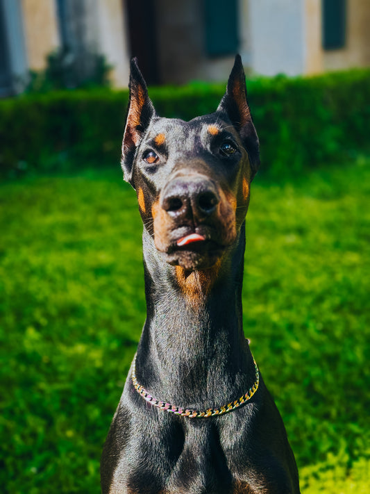 COLLIER CROCHIC - CHAINE CHIEN