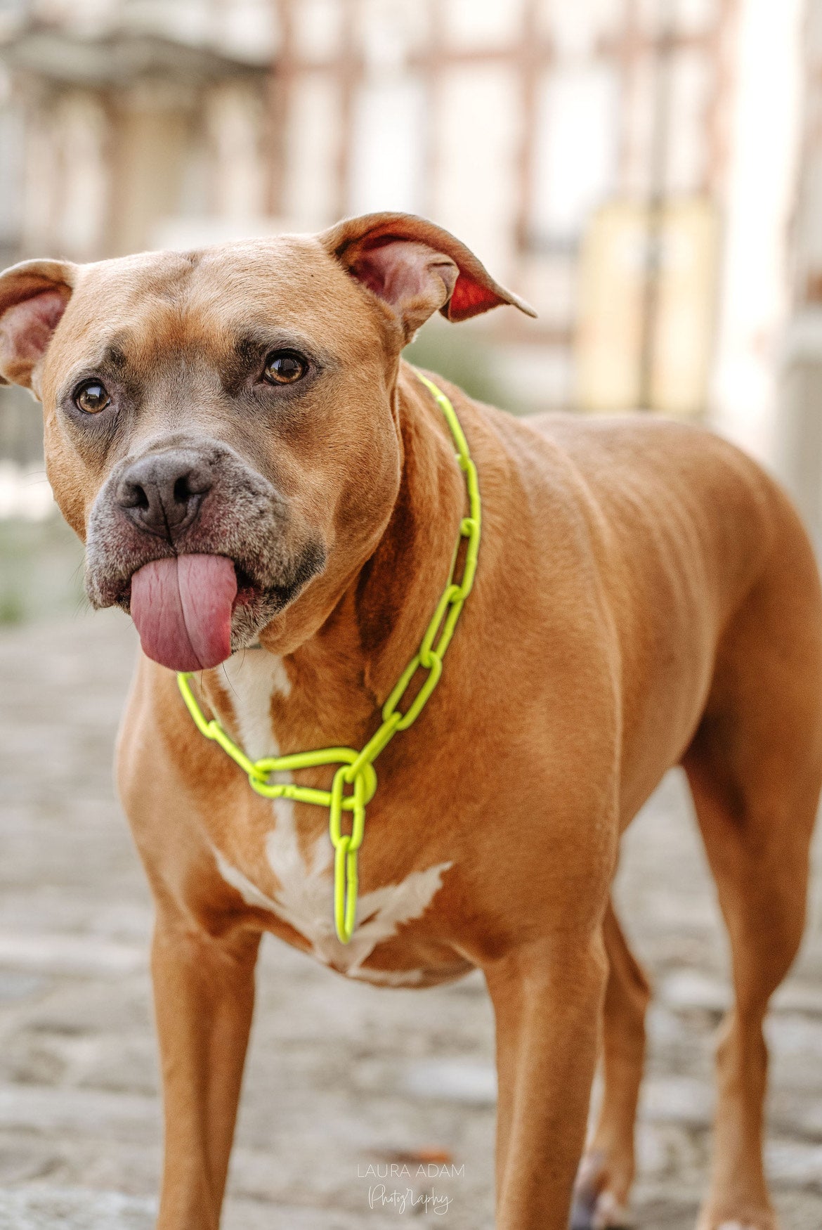 COLLIER CROC MECHANT - CHAINE CHIEN