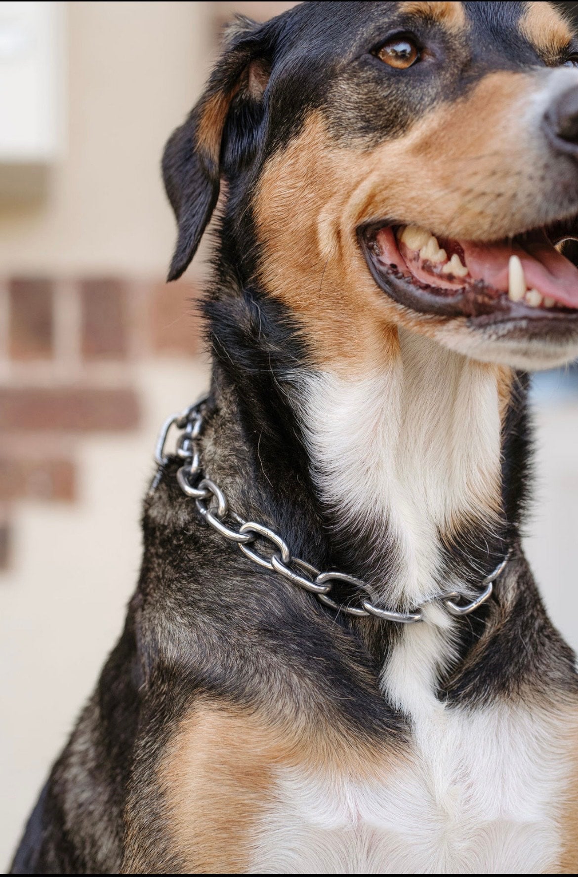 COLLIER CROC MECHANT - CHAINE CHIEN