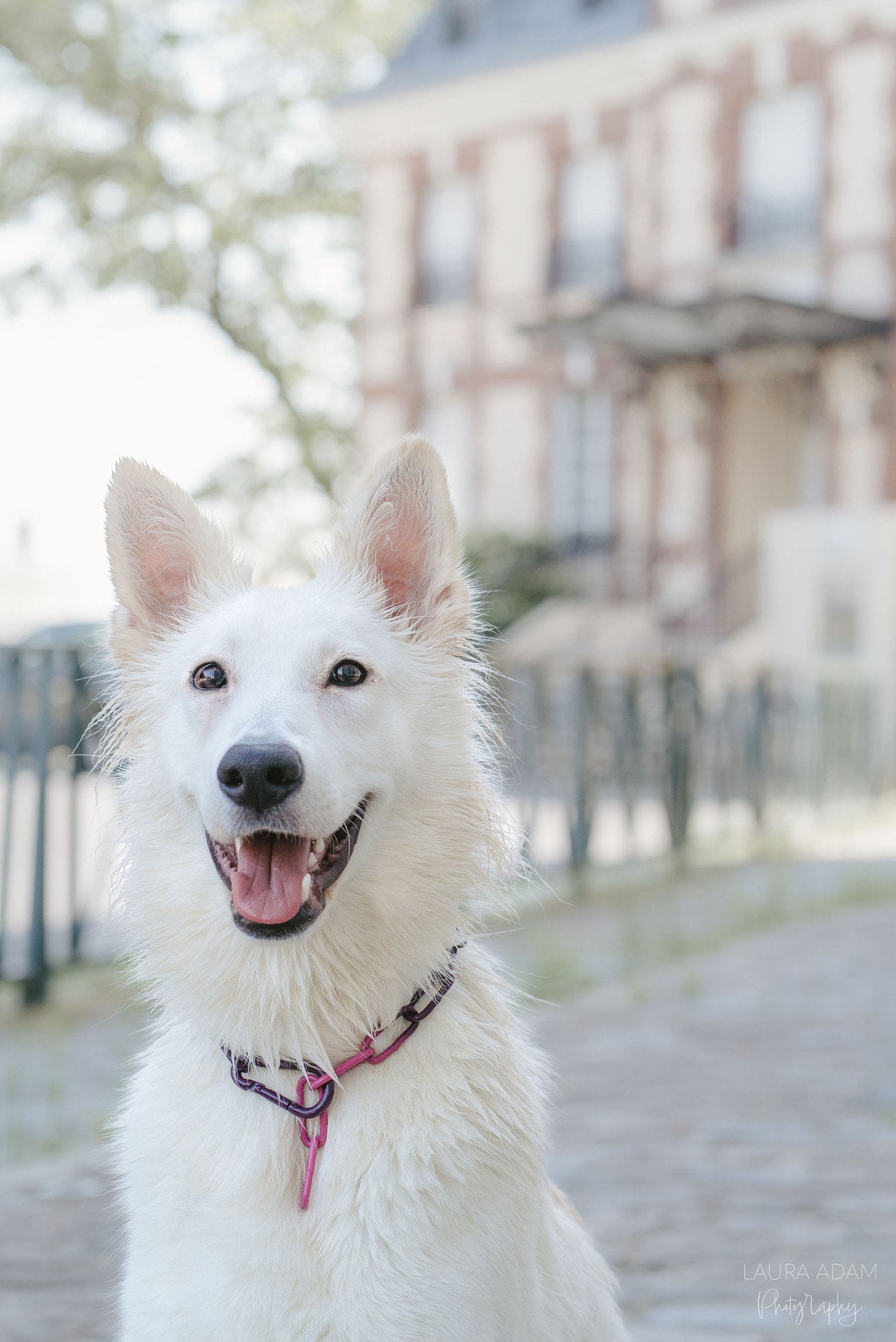 Collier Chaîne Non Étrangleur et Bicolore pour chien  - Chaîne Croc Méchante