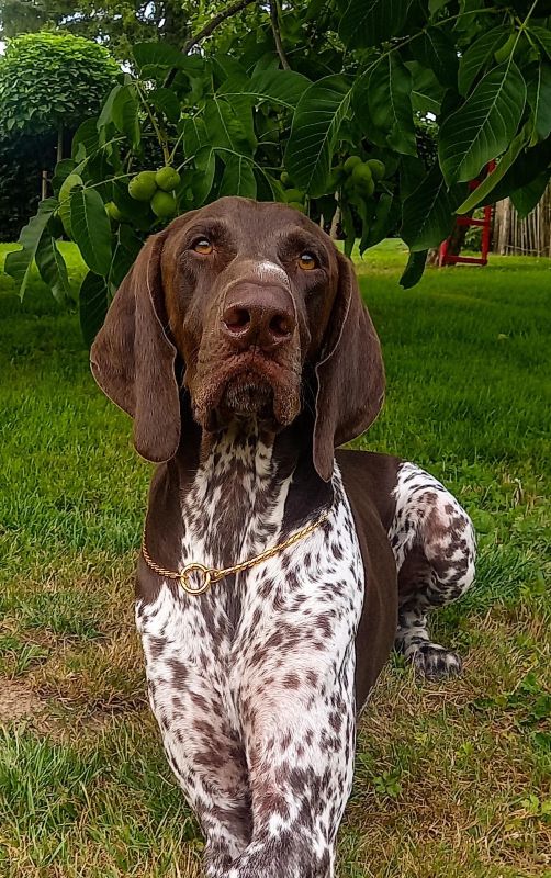 Chaîne CROCSNAKE – Collier chaîne non étrangleur type exposition