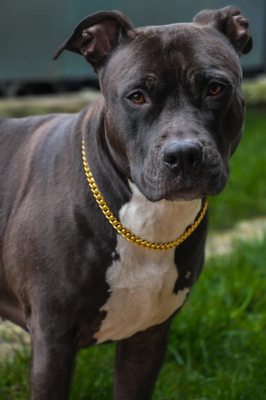 Collier CROCHIC – Chaîne non étrangleur pour chien élégante