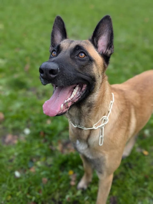 Chaîne Croc Méchante – Collier non étrangleur pour chien puissant