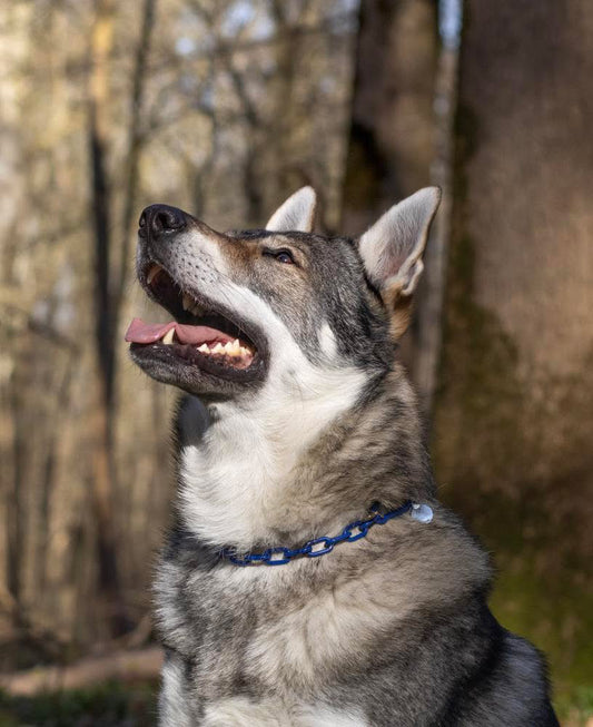 Collier non étrangleur pour chien puissant -  Chaîne Croc Méchante