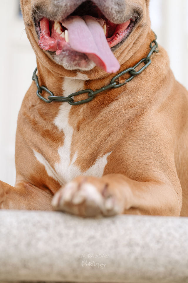 COLLIER CROC MECHANT - CHAINE CHIEN