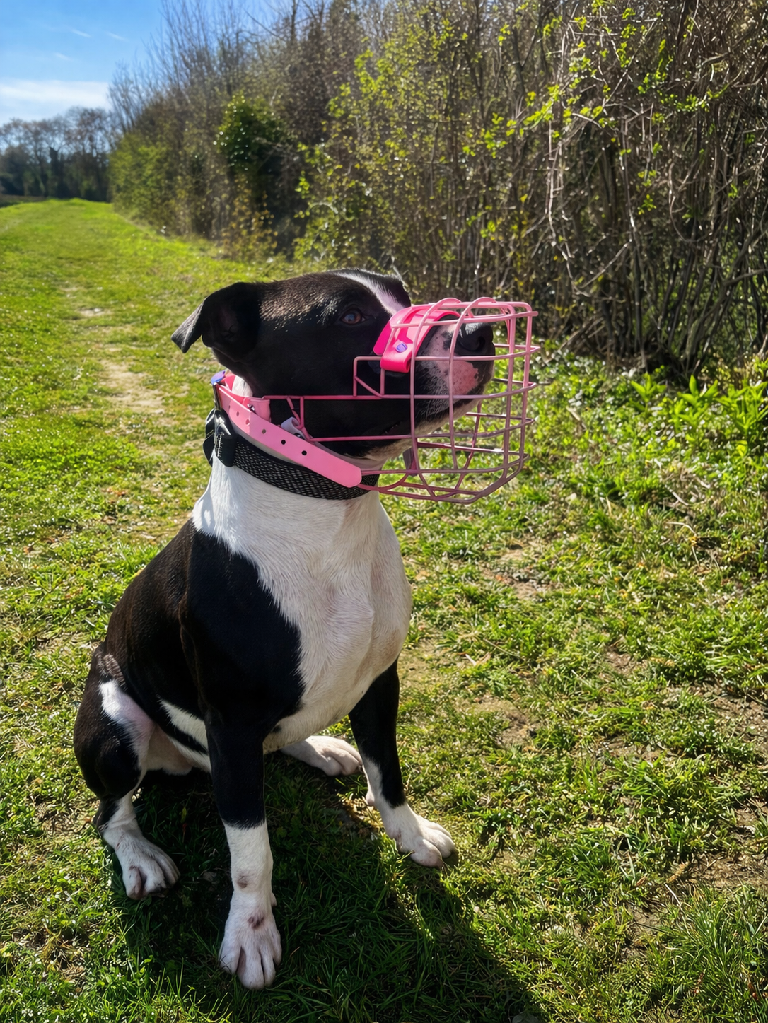 Muselière Chien - Cage Multicolor + biothane